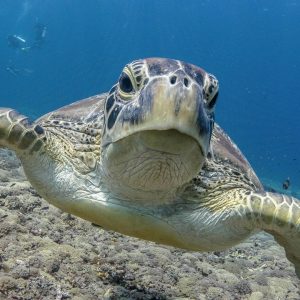 gili air diving